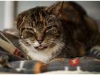 Adopt Blake a Brown Tabby Domestic Shorthair / Mixed (short coat) cat in Bolton