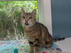 Adopt Booboo a Brown Tabby Domestic Shorthair / Mixed (short coat) cat in