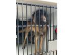 Adopt Hans a Brown/Chocolate German Shepherd Dog / Mixed dog in Atlanta