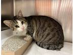Adopt Shamrock a Brown Tabby Domestic Shorthair (short coat) cat in Mission