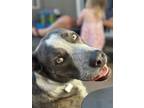 Adopt Chase a Brindle Mutt / Mixed dog in Santa Maria, CA (39497528)