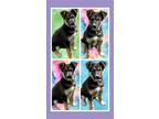 Adopt Kobe a Black - with Tan, Yellow or Fawn German Shepherd Dog / Shepherd