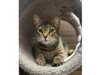 Adopt Cherry a Brown Tabby Domestic Shorthair / Mixed (short coat) cat in Spring