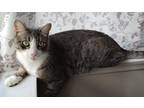 Adopt Toby Keith a Gray, Blue or Silver Tabby Domestic Shorthair / Mixed (medium