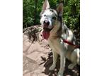 Adopt Ghost a White - with Gray or Silver Husky / Mixed dog in Staten Island