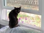 Adopt Rocky a Calico or Dilute Calico American Shorthair / Mixed (short coat)