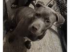 Adopt Sasha 1 a Gray/Blue/Silver/Salt & Pepper American Pit Bull Terrier / Mixed