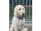 Adopt Doria a White Poodle (Standard) / Retriever (Unknown Type) / Mixed dog in