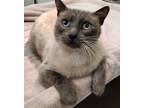 Adopt 655946 a Gray or Blue Domestic Shorthair / Domestic Shorthair / Mixed cat