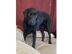Adopt Lyla a Black Beagle / Labrador Retriever / Mixed dog in Rogers