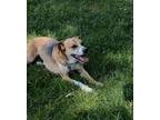 Adopt Cassie a Tricolor (Tan/Brown & Black & White) Beagle / Australian Shepherd