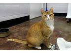 Adopt Boots a Orange or Red Domestic Shorthair / Mixed cat in Mebane