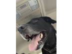 Adopt Rex a Black - with White Labrador Retriever / Mutt / Mixed dog in Keller