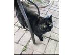 Adopt Bittsy a Tortoiseshell Domestic Shorthair / Mixed (short coat) cat in