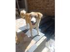 Adopt Lois a Tan/Yellow/Fawn - with White Labrador Retriever / Mixed dog in