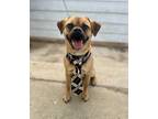 Adopt Pugsly a Tan/Yellow/Fawn - with Black Pug / Beagle / Mixed dog in