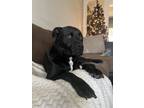 Adopt Bruiser a Black - with White American Pit Bull Terrier / Mixed dog in