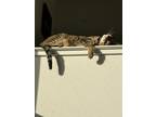 Adopt Luna a Brown Tabby Domestic Shorthair / Mixed (medium coat) cat in