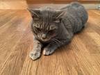 Adopt Stormy a Gray or Blue Tabby / Mixed (short coat) cat in Rockville