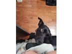 Adopt Gizmo a Black Hound (Unknown Type) / Mixed dog in La Vergne, TN (41365402)