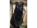 Adopt Nancy a All Black American Shorthair / Mixed (short coat) cat in