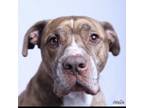 Adopt Skye a Brown/Chocolate - with White American Pit Bull Terrier / Mixed dog