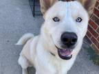 Adopt Takashi a White - with Brown or Chocolate Husky / Mixed dog in Seagoville