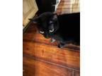 Adopt Gigi a Black (Mostly) Domestic Shorthair / Mixed (short coat) cat in