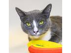 Adopt Roxanne a Domestic Shorthair / Mixed cat in Houston, TX (41394165)