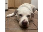 Adopt Obie a Tan/Yellow/Fawn Labrador Retriever / Mixed dog in Saint Louis