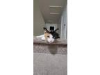 Adopt Whisky a Calico or Dilute Calico American Shorthair / Mixed (short coat)