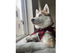 Adopt Luna a Red/Golden/Orange/Chestnut - with White Husky dog in Los Angeles