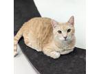 Adopt Blondie a Orange or Red Tabby Domestic Shorthair (short coat) cat in West