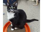 Adopt FENA a All Black Domestic Shorthair / Domestic Shorthair / Mixed cat in