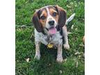 Adopt Mouse a White Beagle / Mixed dog in Charlottesville, VA (41394097)