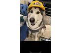Adopt Sugar a Black - with White Alaskan Malamute / Mixed dog in College Point