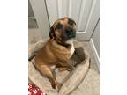 Adopt Roxy a Brown/Chocolate Rhodesian Ridgeback / Mixed dog in Eugene