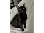 Adopt Selena a All Black American Shorthair (short coat) cat in West Palm Beach