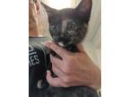 Adopt 24-544C a All Black Domestic Shorthair / Domestic Shorthair / Mixed cat in