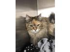 Adopt Triscuit a Tan or Fawn Domestic Longhair / Domestic Shorthair / Mixed cat