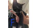 Adopt 24-545C a All Black Domestic Shorthair / Domestic Shorthair / Mixed cat in