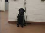 Adopt 84965 Ralphie a Black Labrador Retriever / Mixed Breed (Medium) / Mixed