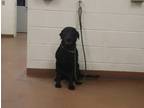 Adopt 84965 Ralphie a Black Labrador Retriever / Mixed dog in Spanish Fork