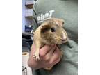 Adopt Sweet Pea a Blonde Guinea Pig / Guinea Pig / Mixed (short coat) small