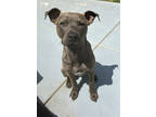 Adopt Gage a Tan/Yellow/Fawn American Pit Bull Terrier / Mixed dog in Sanger