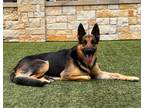 Adopt Ranger a Black German Shepherd Dog / Mixed dog in North Richland Hills