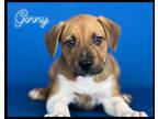 Adopt Ginny a Brown/Chocolate Mixed Breed (Medium) / Mixed dog in Port Allen