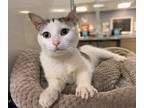 Adopt Huff a White Domestic Shorthair / Domestic Shorthair / Mixed cat in Boone