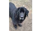 Adopt Newf a Black Newfoundland / Mixed dog in Oldtown, ID (40919794)