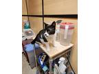 Adopt Hope a Black & White or Tuxedo Domestic Shorthair / Mixed cat in Modesto